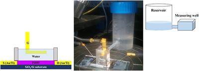 A Study on the Stability of Water-Gated Organic Field-Effect-Transistors Based on a Commercial p-Type Polymer